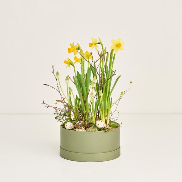 Hatteæske med téte a téte og perlehyacinter